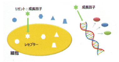 細胞活性イメージ